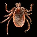 Image of Western Black-legged Tick