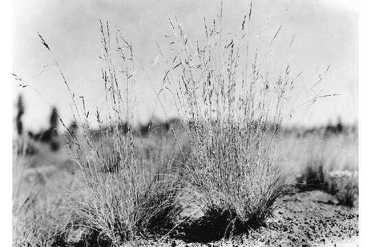 Image of Arizona fescue