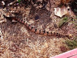 Image of Timber Rattlesnake