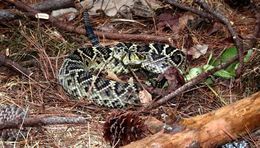 Image of Eastern Diamond-backed Rattlesnake