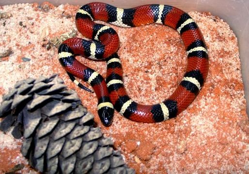 Image of <i>Lampropeltis triangulum annulata</i> (Kennicott 1861)