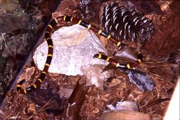 Image of Texas Coral Snake