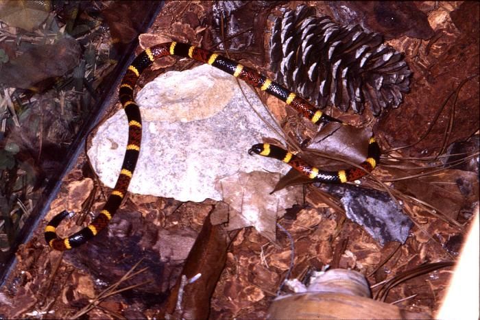 Image of Texas Coral Snake