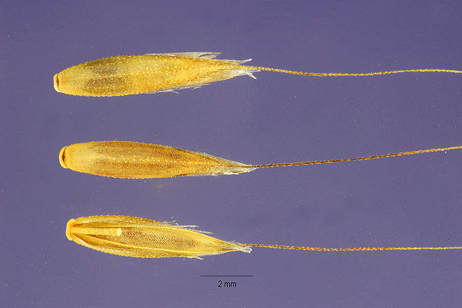 Image of tall bearded fescue