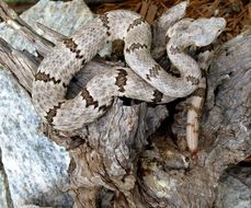 Crotalus lepidus lepidus (Kennicott 1861) resmi