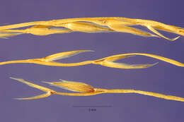 Image of tall bearded fescue