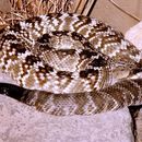 Crotalus molossus molossus Baird & Girard 1853的圖片