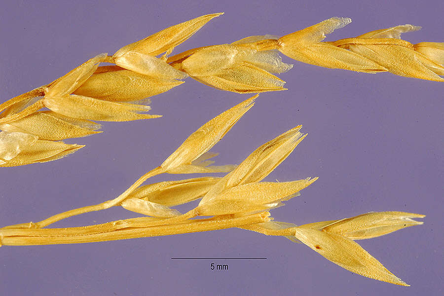 Image of spike fescue