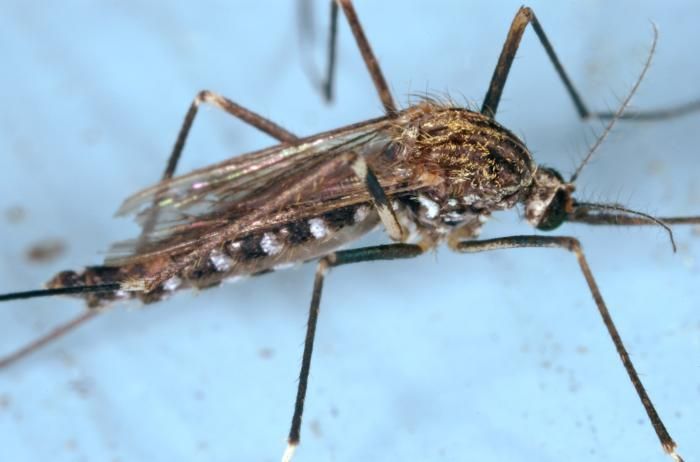 Слика од Aedes japonicus (Theobald 1901)