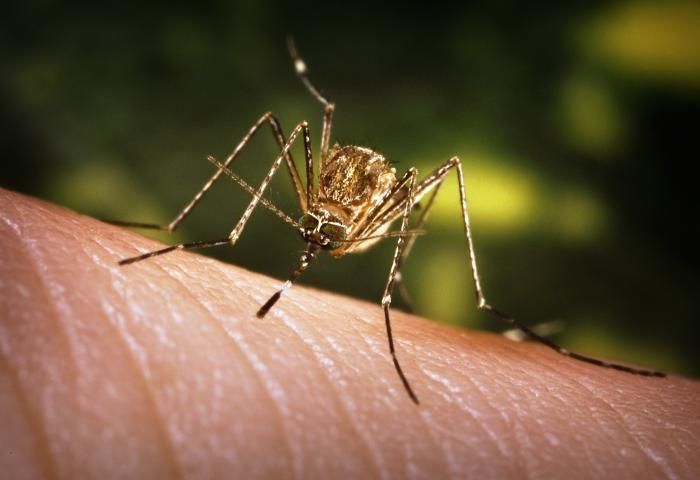 Image of Western Encephalitis Mosquito