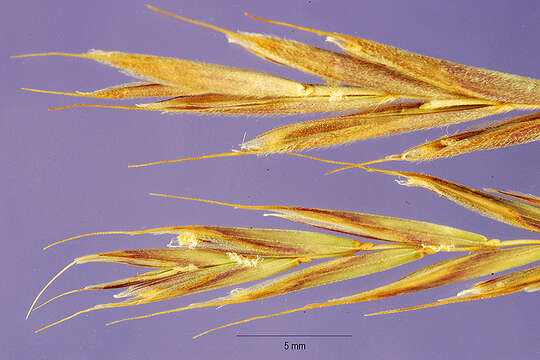 Image of hard fescue