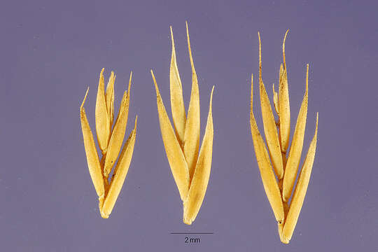 Image of field fescue