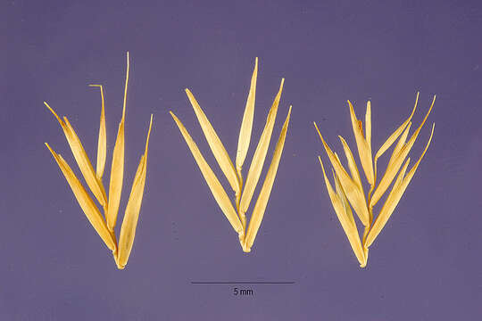 Image of variousleaf fescue