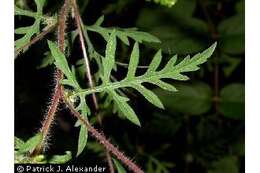 Image of annual ragweed