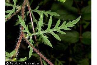 Image of annual ragweed