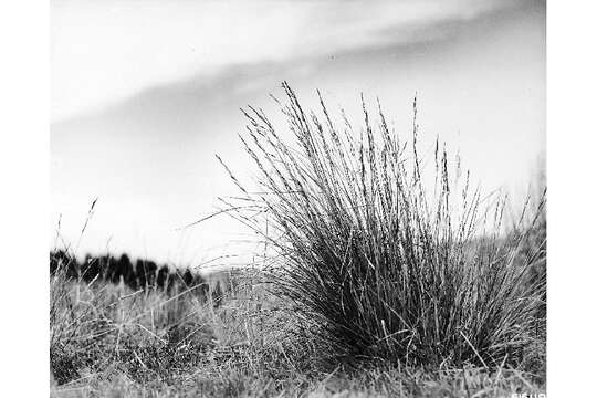 Image of hard fescue