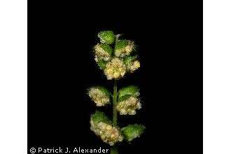 Image of annual ragweed