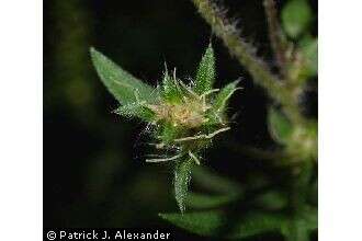 Image of annual ragweed