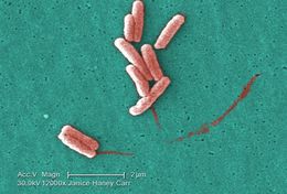 Image of Legionella