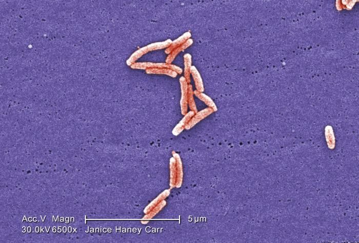 Image de Legionella pneumophila