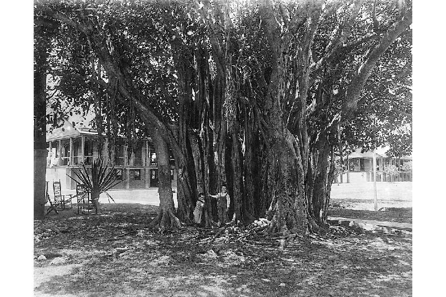 Image de Ficus aurea Nutt.