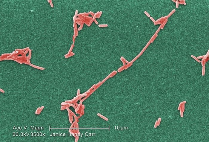 Image of Legionella pneumophila
