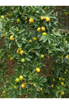 Image of Cherry Orange