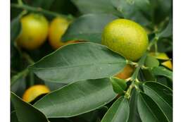 Citrus japonica Thunb. resmi