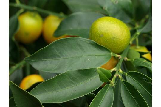 Image of Cherry Orange