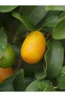 Image of oval kumquat