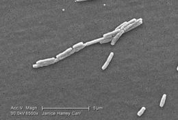 Image of Legionella pneumophila
