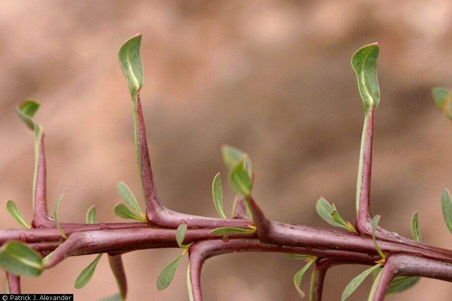 Image of ocotillo