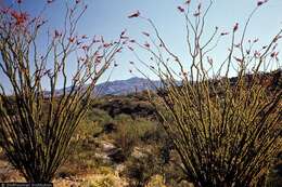 Image of ocotillo