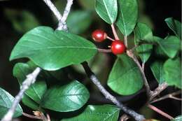 Image of Alder Buckthorn