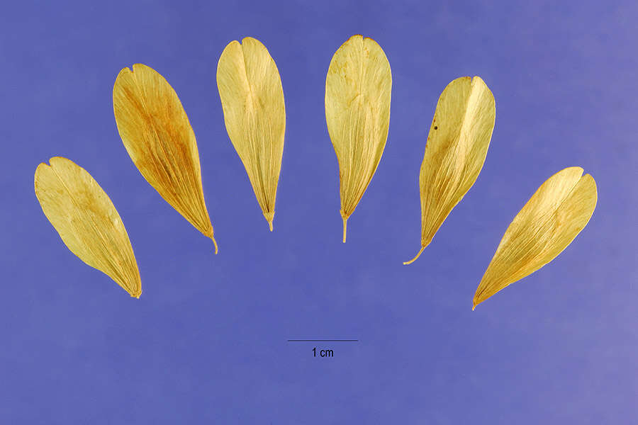 Image of single-leaf ash