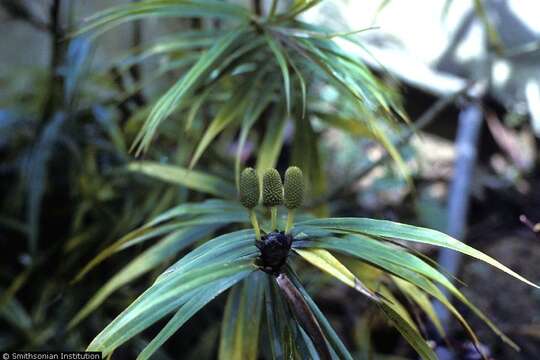 Image of freycinetia