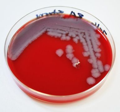 Image of Bacillus