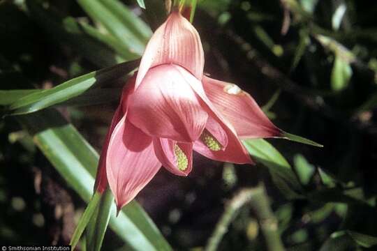 Image of freycinetia