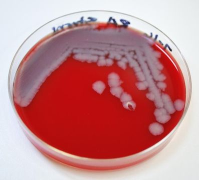 Image of Bacillus