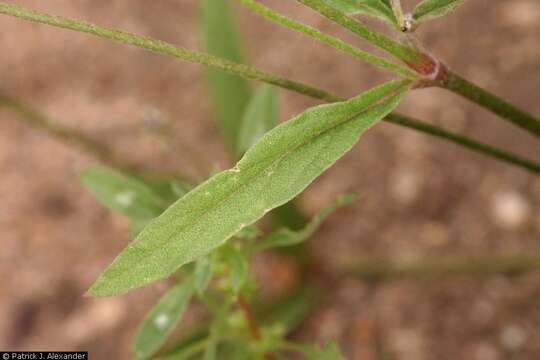 Image of slender snakecotton