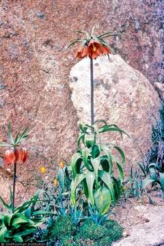 Image of imperial fritillary