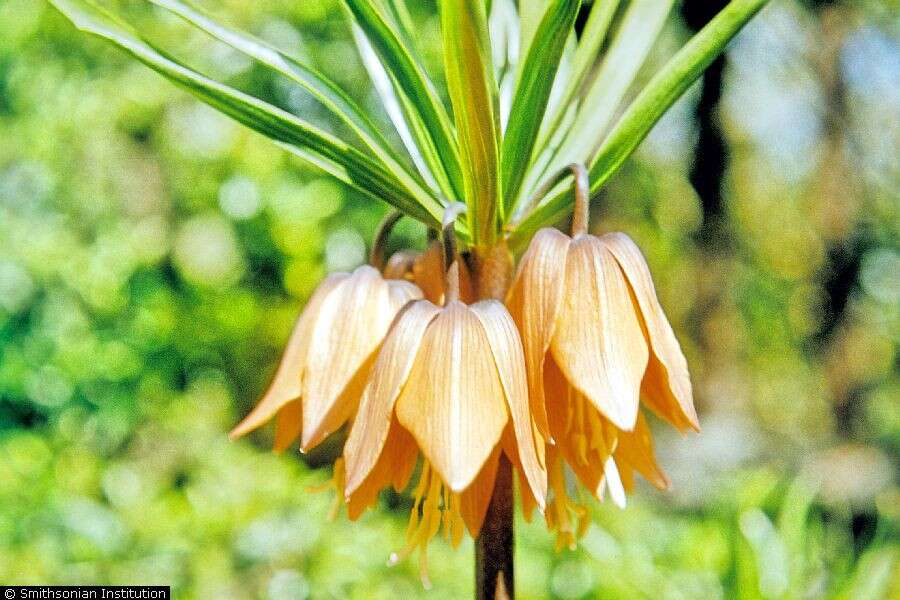 Image of imperial fritillary