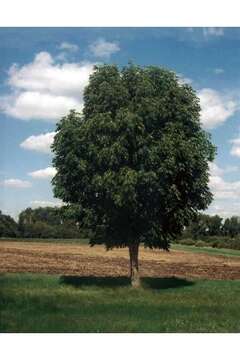 Image of Manchurian ash