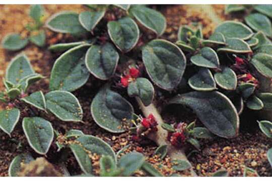 Image of California amaranth