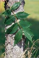 Image of black ash