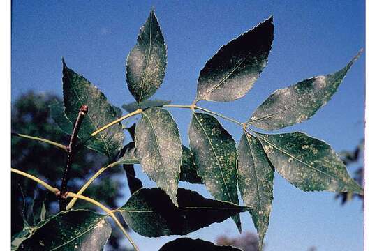 Image of green ash