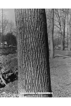 Image of green ash