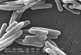 Image of Mycobacterium tuberculosis