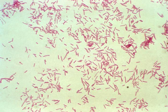 Image of Bacteroides