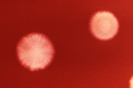 Image of Bacteroides